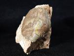 Illaenus sarsi JAANUSSON 1954 - Bild © FossNet FossilienStore